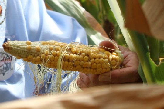 An ear of corn in northern Missouri during the drought (ALISHA SHURR/THE MISSOURI TIMES).