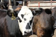 cow cattle beef meats