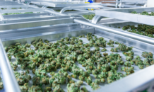 marijuana